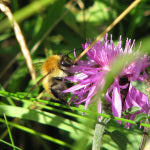 Common Carder Bee