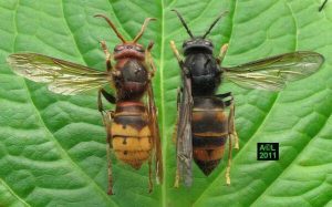 European and Asian Hornets