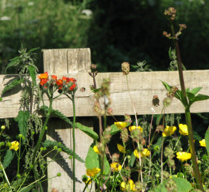 Fox and Cubs