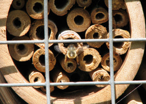 Red Mason Bee 