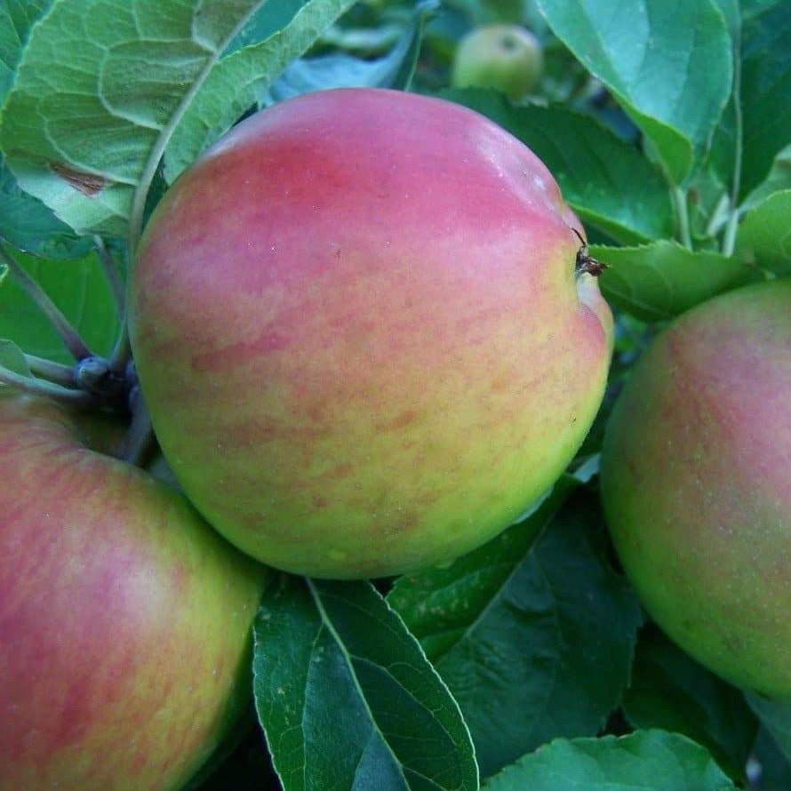 Scotch Bridget | Buy Heritage Apple Trees Online | Habitat Aid