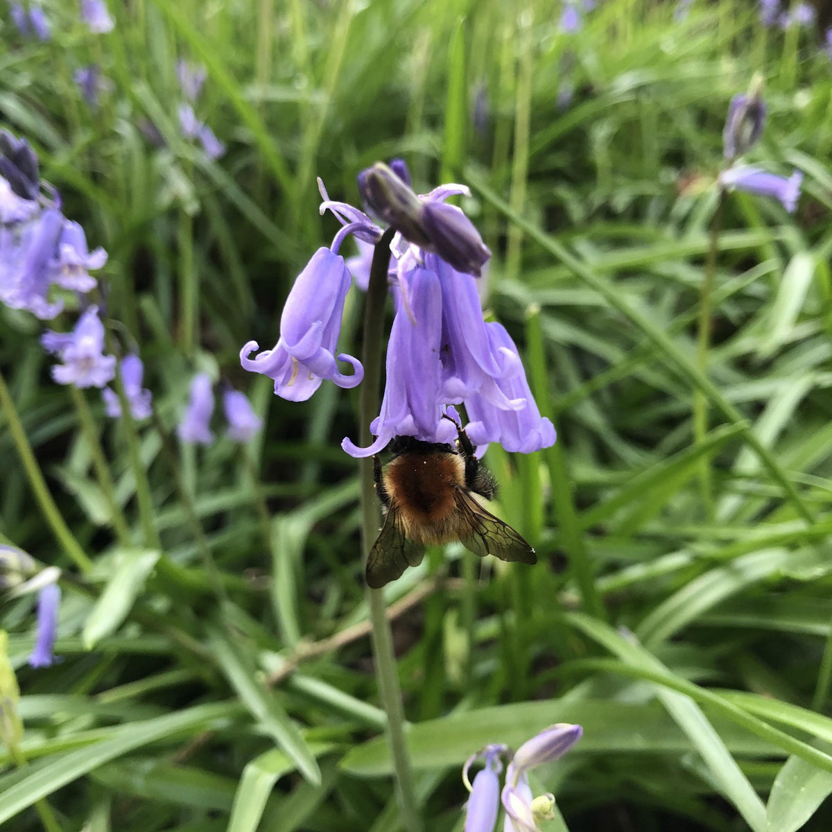 Common Bluebell (Hyacinthoides non-scripta) | British ...