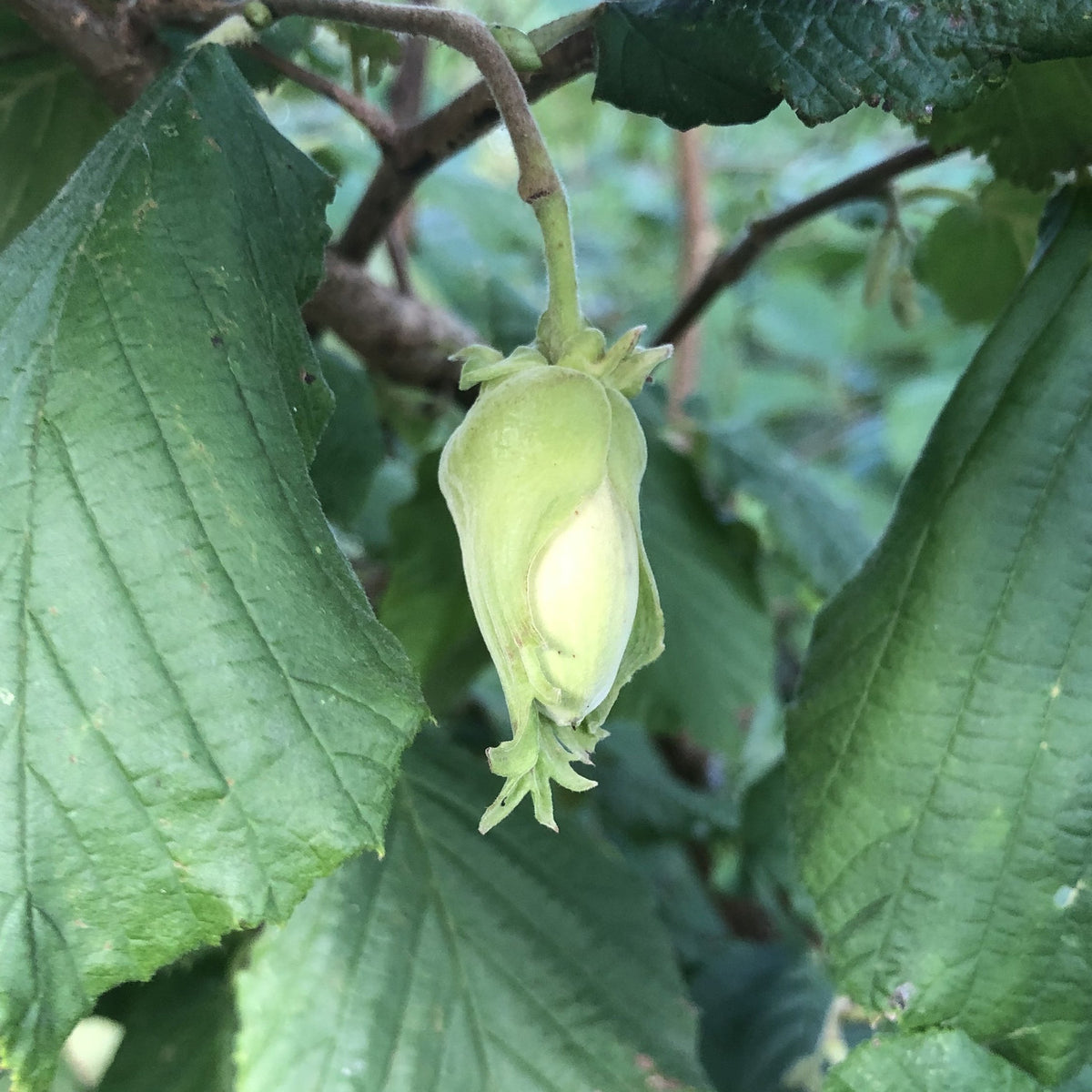 are hedge apples edible