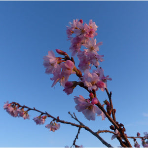 Winter Flowering Cherry Buy Trees For Bees Habitat Aid