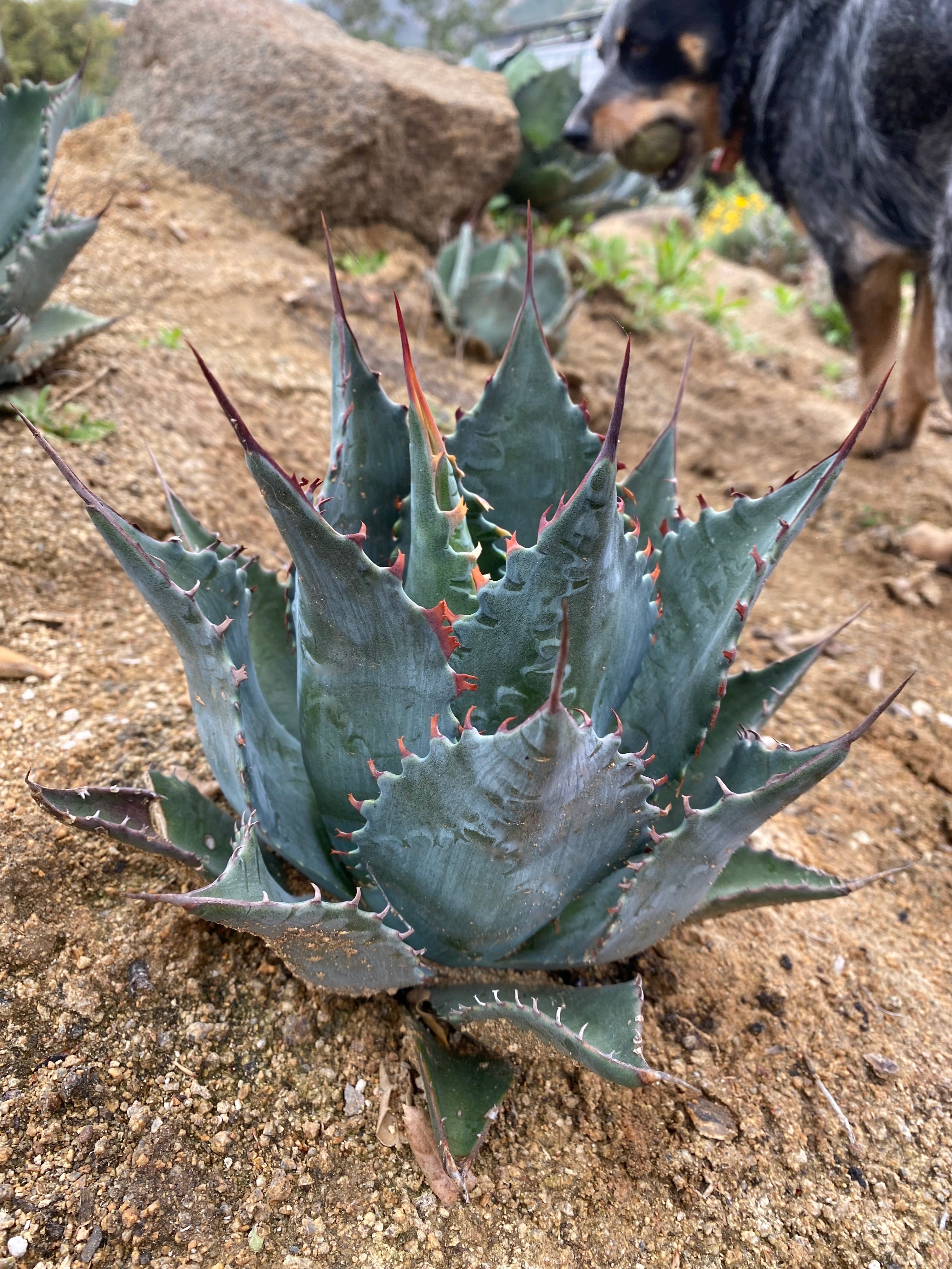 Agave ShawParr – Hidden Agave