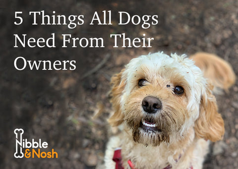 Five things all dogs need from their owners