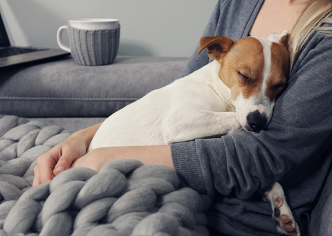 A small dog sleeping in its owner's arms.