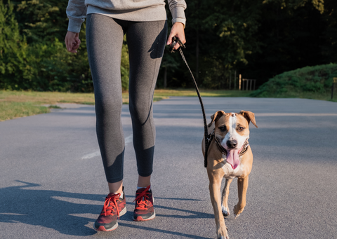 Dog running alongside its owner.