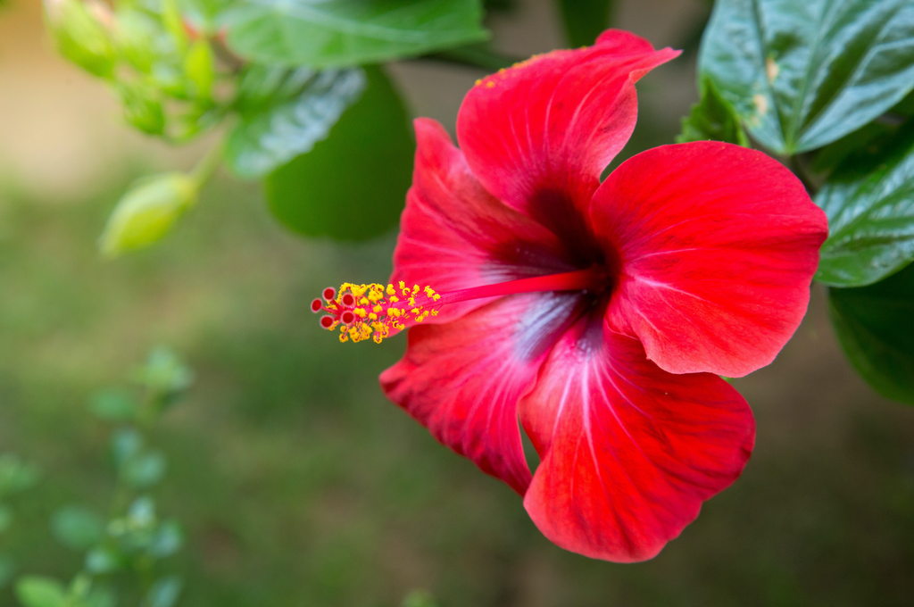 Rejuvenece tu Piel con Flor de Jamaica – Santo Remedio