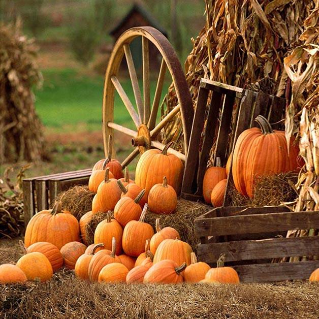 Autumn Farm Pumpkin Backdrops for Party Photography OG-027 – Dbackdrop