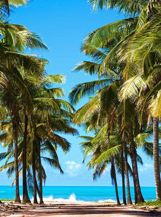 Red Heart Shape Decor Hanging on Coconut Tree in Front of Sea Stock Photo -  Image of nature, environment: 229855910