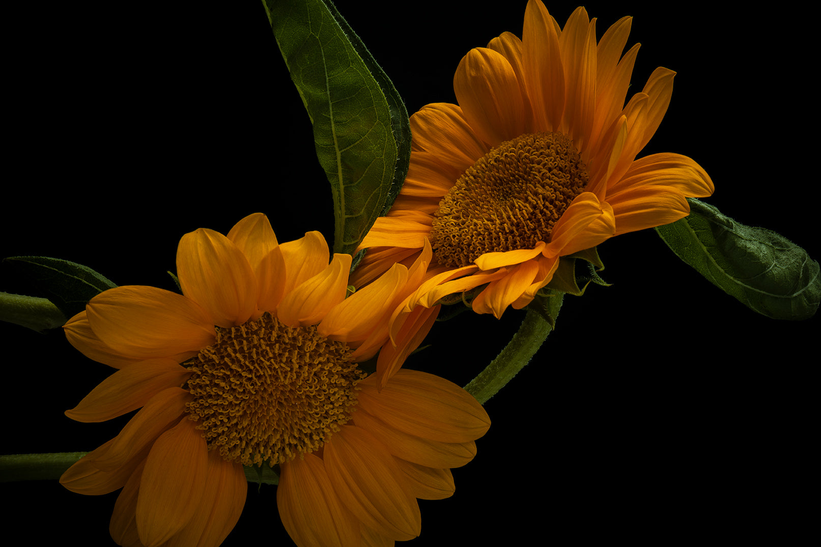 Golden sunflower