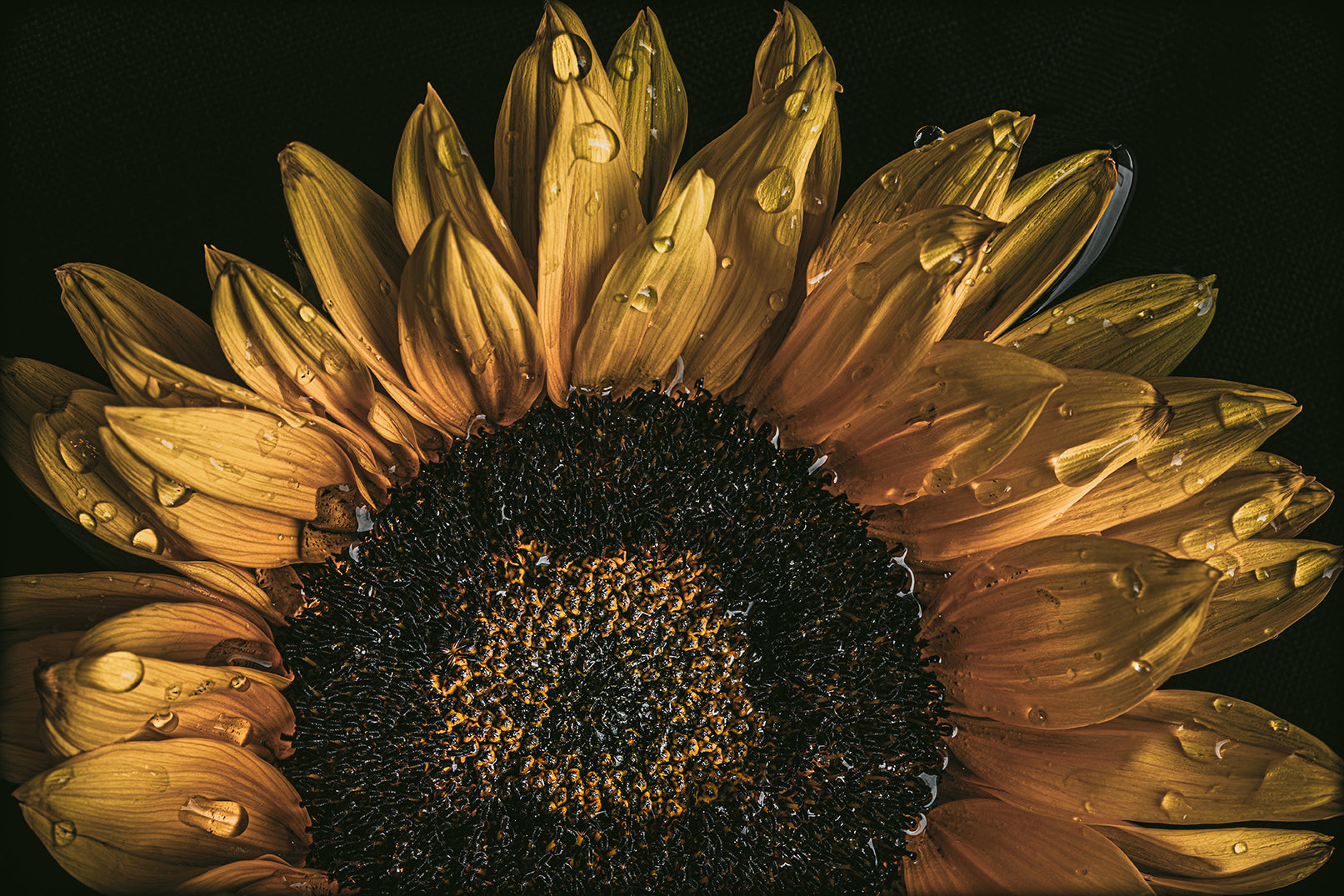 Sunflower bloom with dew