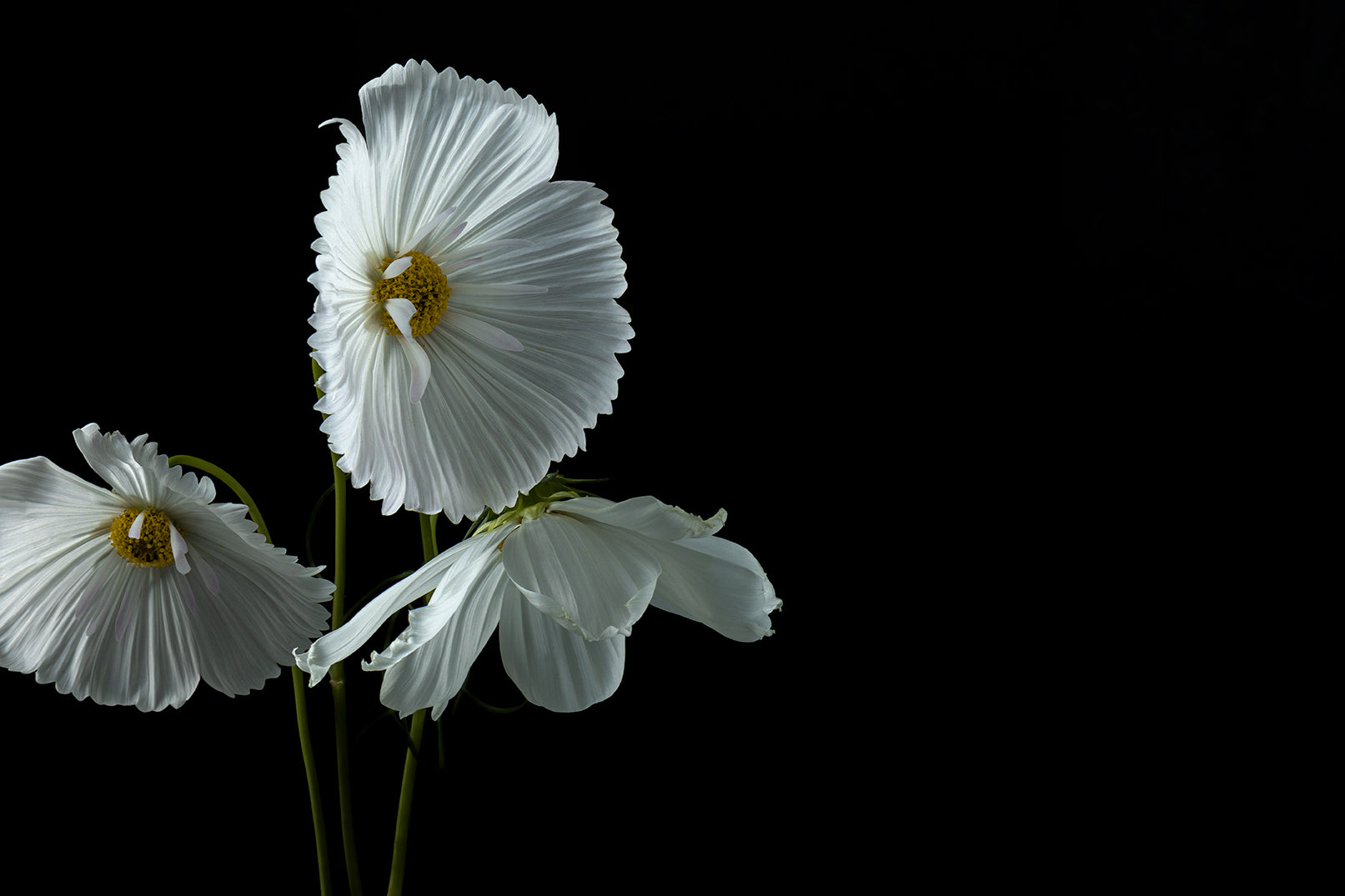 flower with intricate white petals and yellow centre