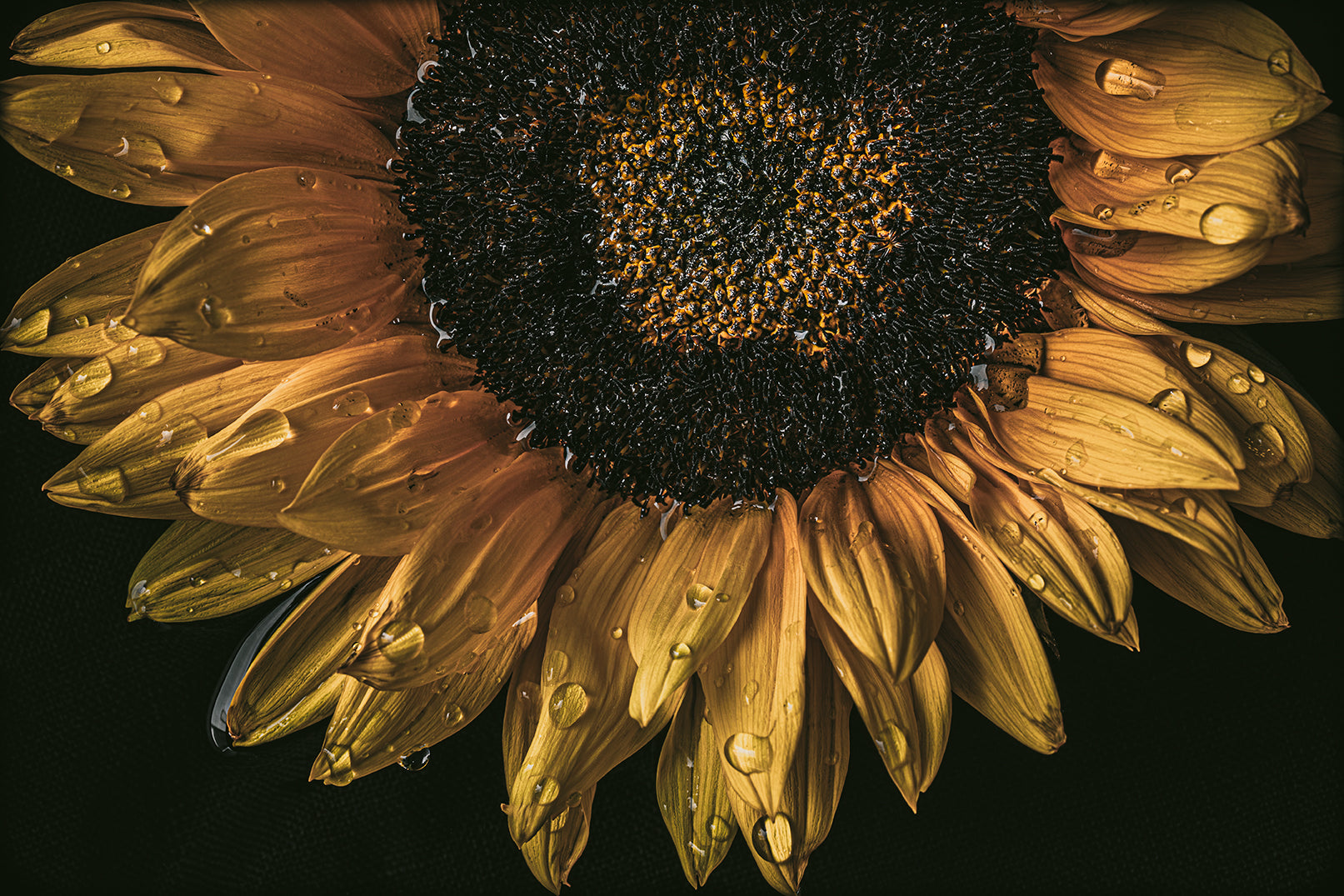 sunflower petals with drops of water