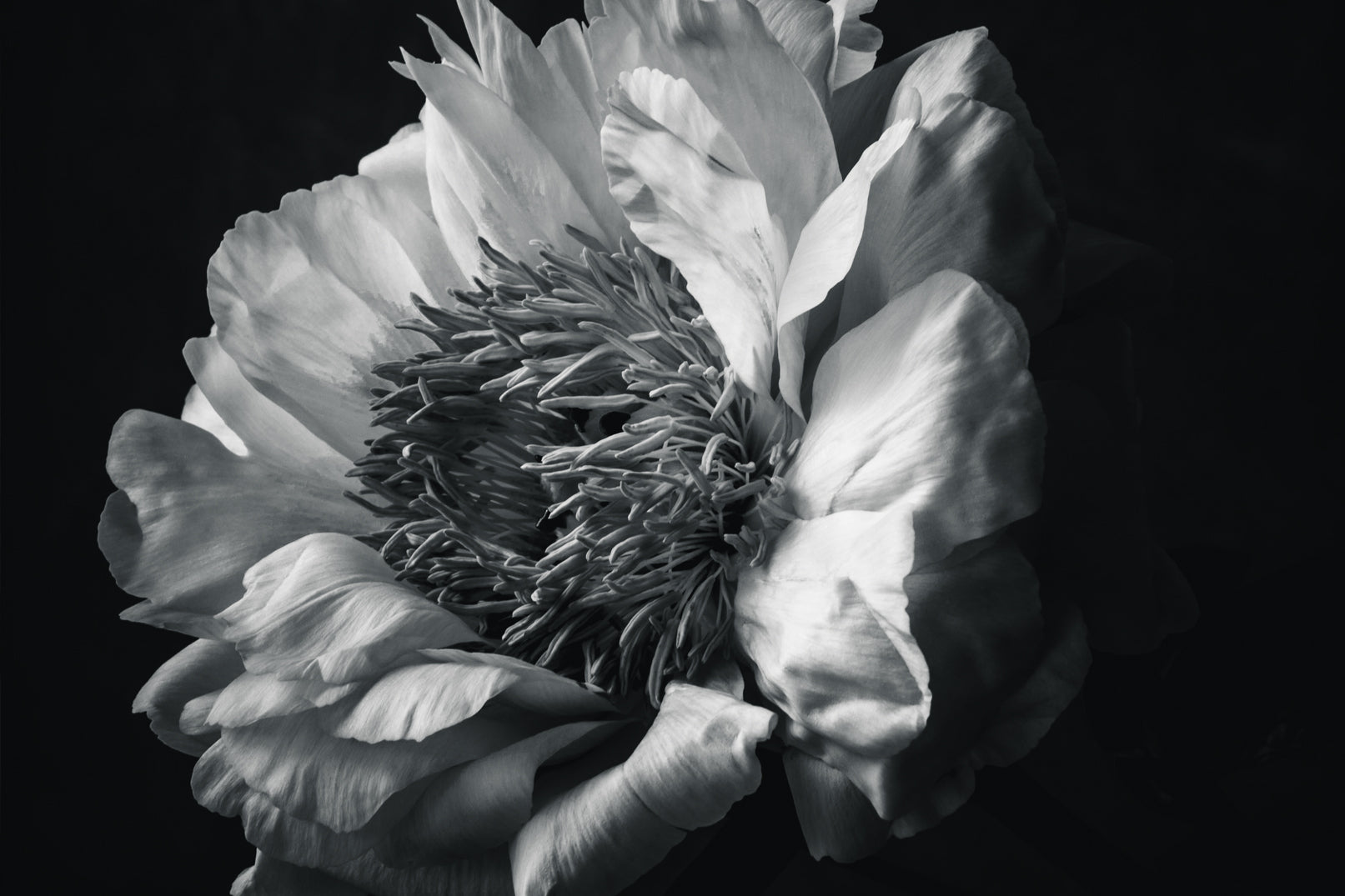 closeup of flower in black and white