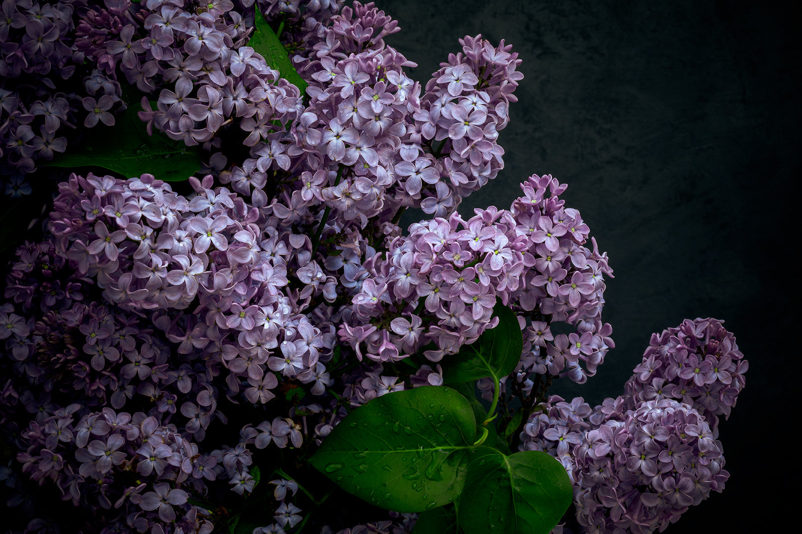 strong purple flowers