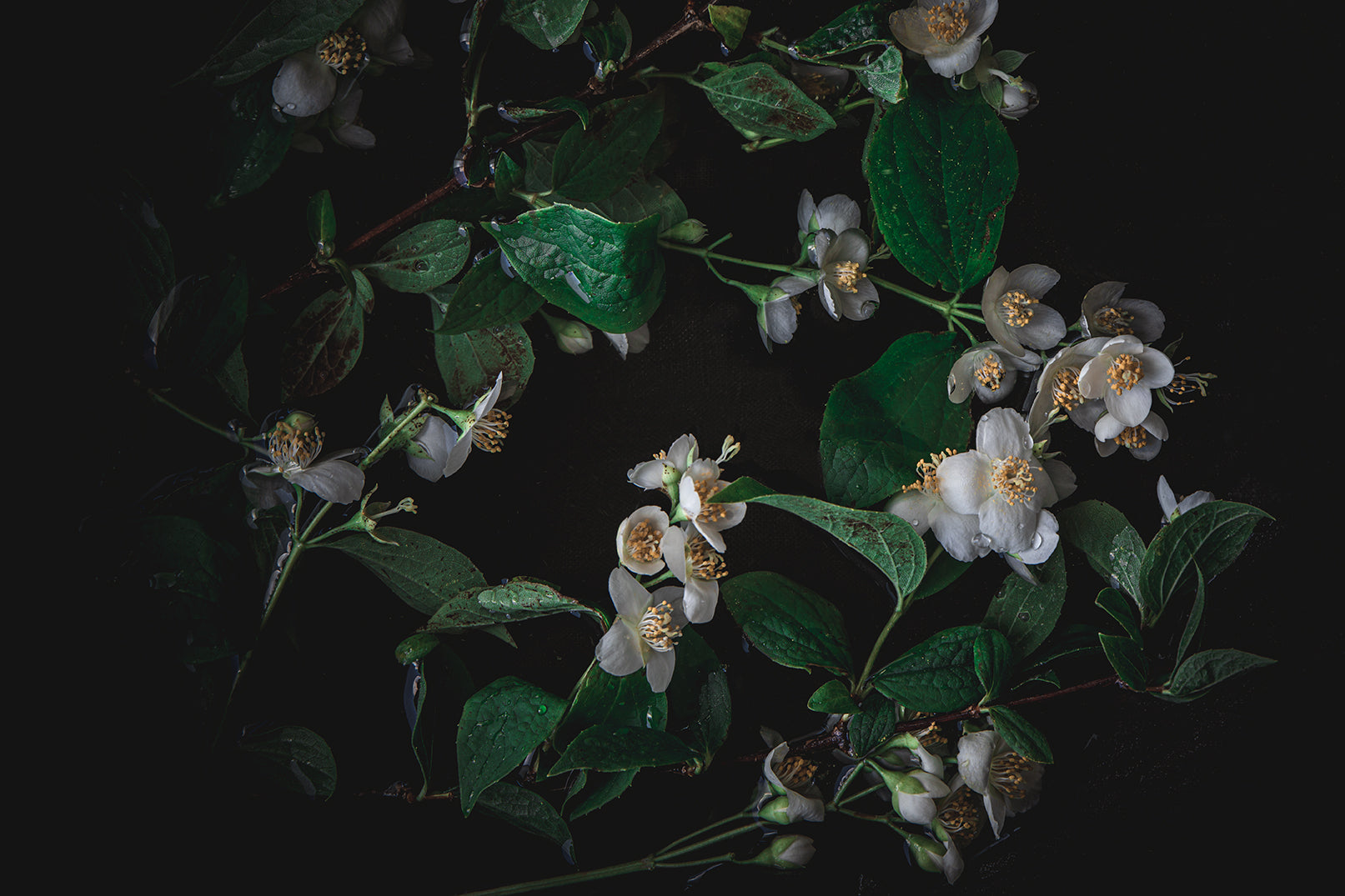 small light flowers in dark green leaves