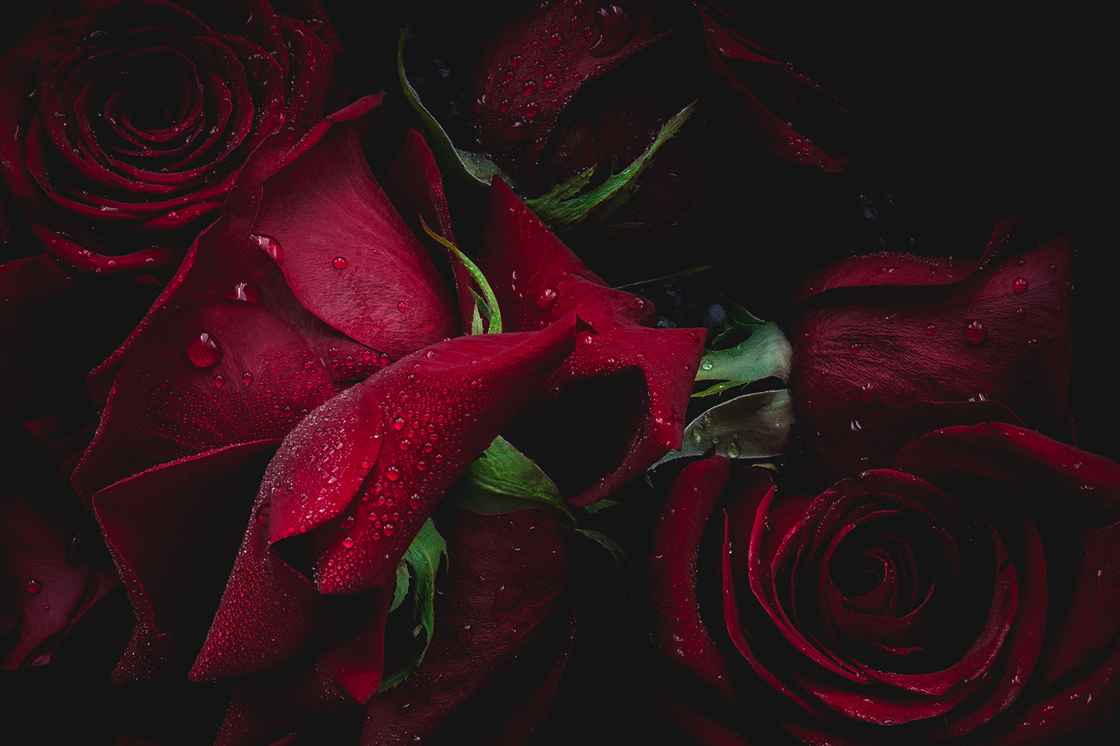 detail of red rose petals with drops of water