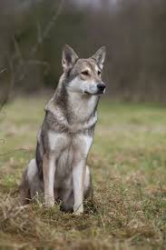 Tout Savoir Sur Le Chien Loup Passion Loup
