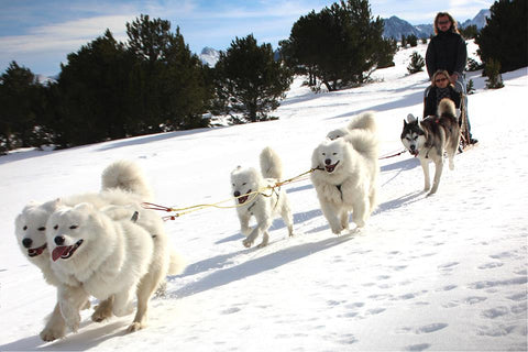chien-loup samoyede