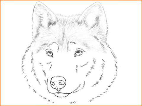 Ombres dessin tête de loup
