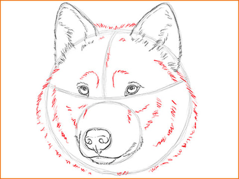 Pelage dessin tête de loup