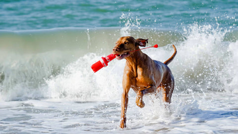 Le bon jouet pour chien