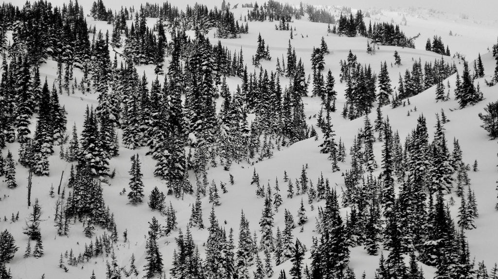 Crown-line and upper path of the avalanche we triggered - Photo: Christine Feleki