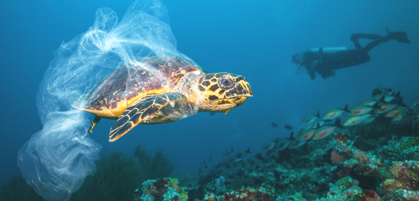 booni doon Image of Turtle with Plastic Bag That Shows Why Ocean Conservation Is Necessary