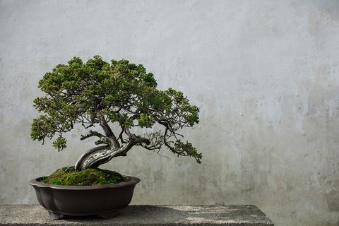 bonsai tree