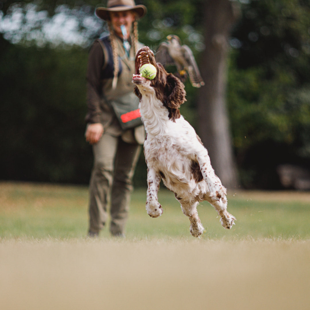 Hund, der hopper op efter bold, mens ejeren står i baggrunden
