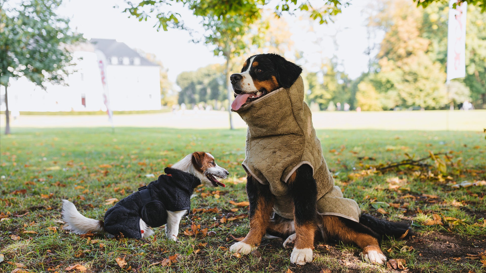 To hunde iført Siccaro SupremePro mødes i Bernstorffsparken