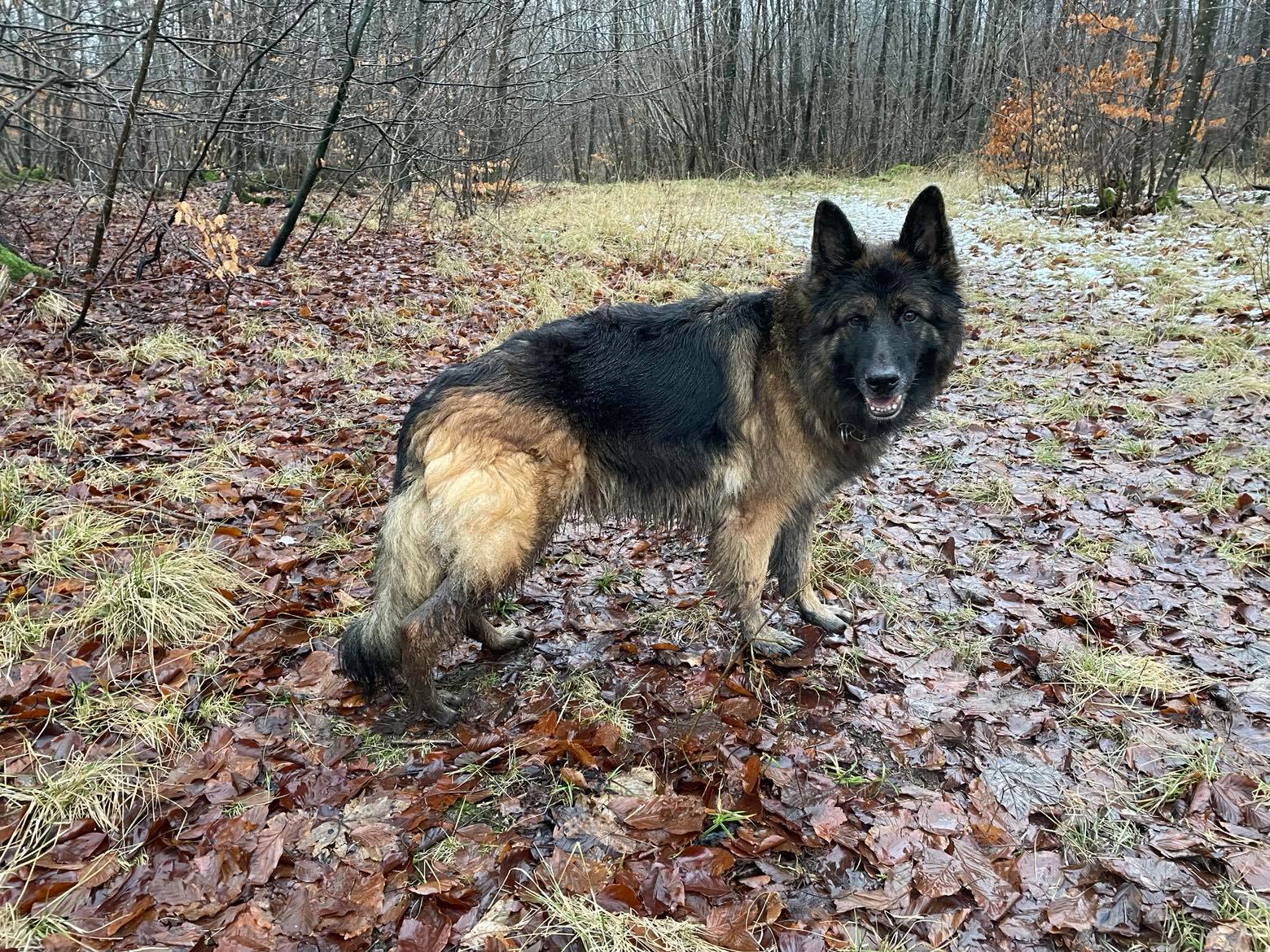 Våd langhåret schæfer hund ude i en efterårsskov