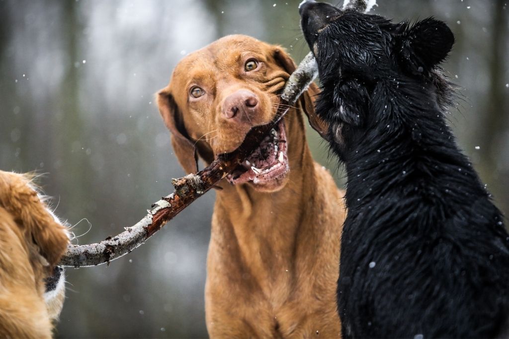 Tre hunde gumler på en pind i hunde børnehaven Vi Passer Hund