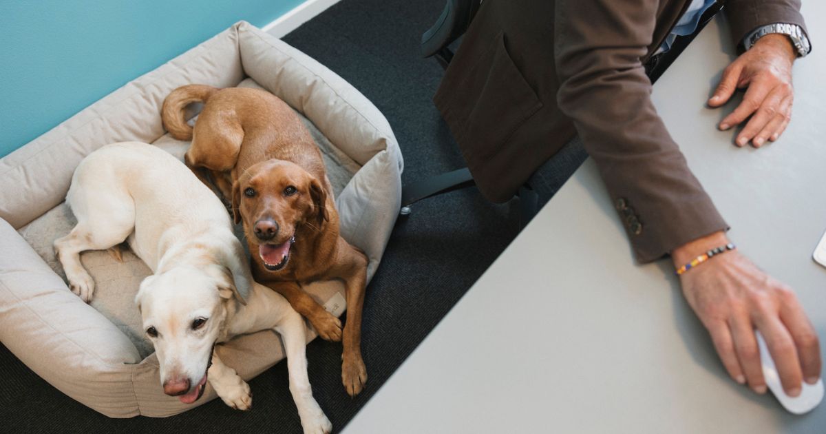 Christians hunde ligger i deres siccaro x fossflakes hundeseng ved siden af hans skrivebord på arbejdspladsen