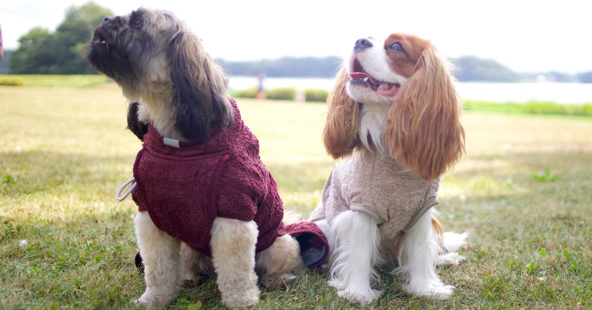 To små hunde sidder i deres tørredragter fra Siccaro