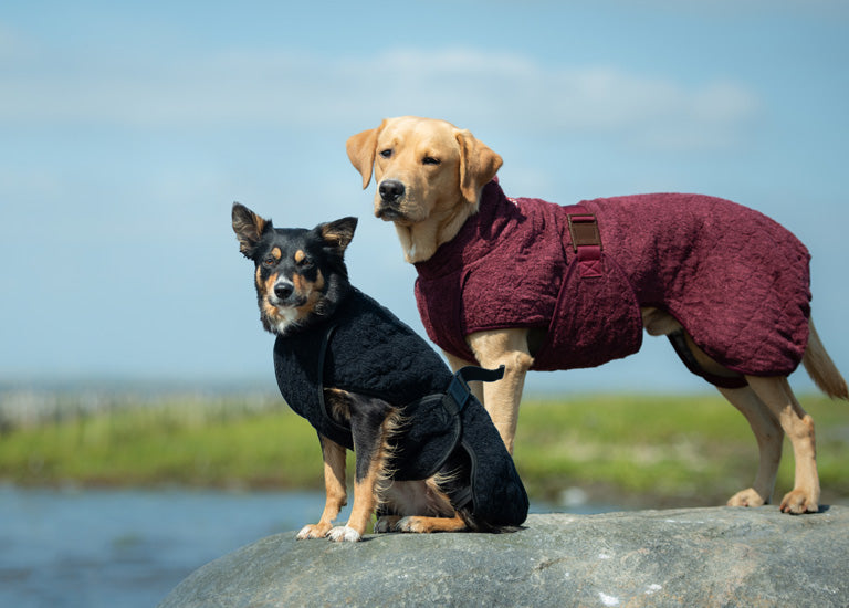 To hunde ved vandet iført Siccaro Smart tørredragten