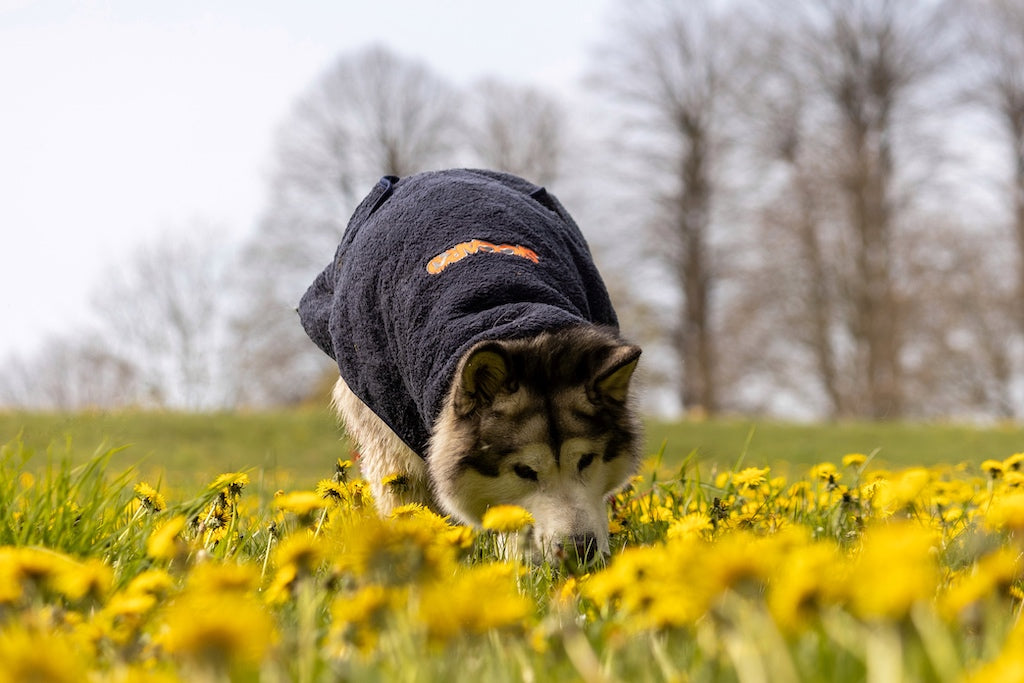 Alaskan Malamute i Siccaro SupremePro tørredragten ude i en mark af gule blomster