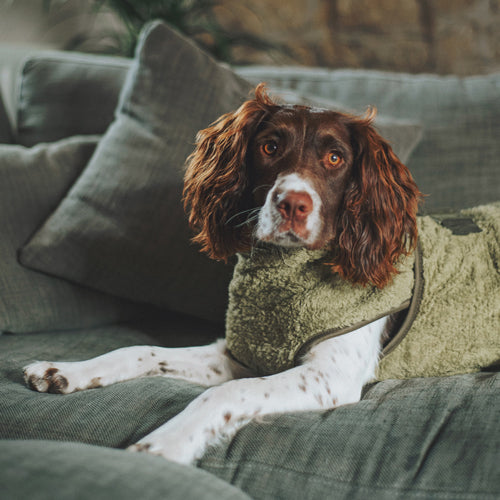 Springer spaniel on sofa wearing a drying coat