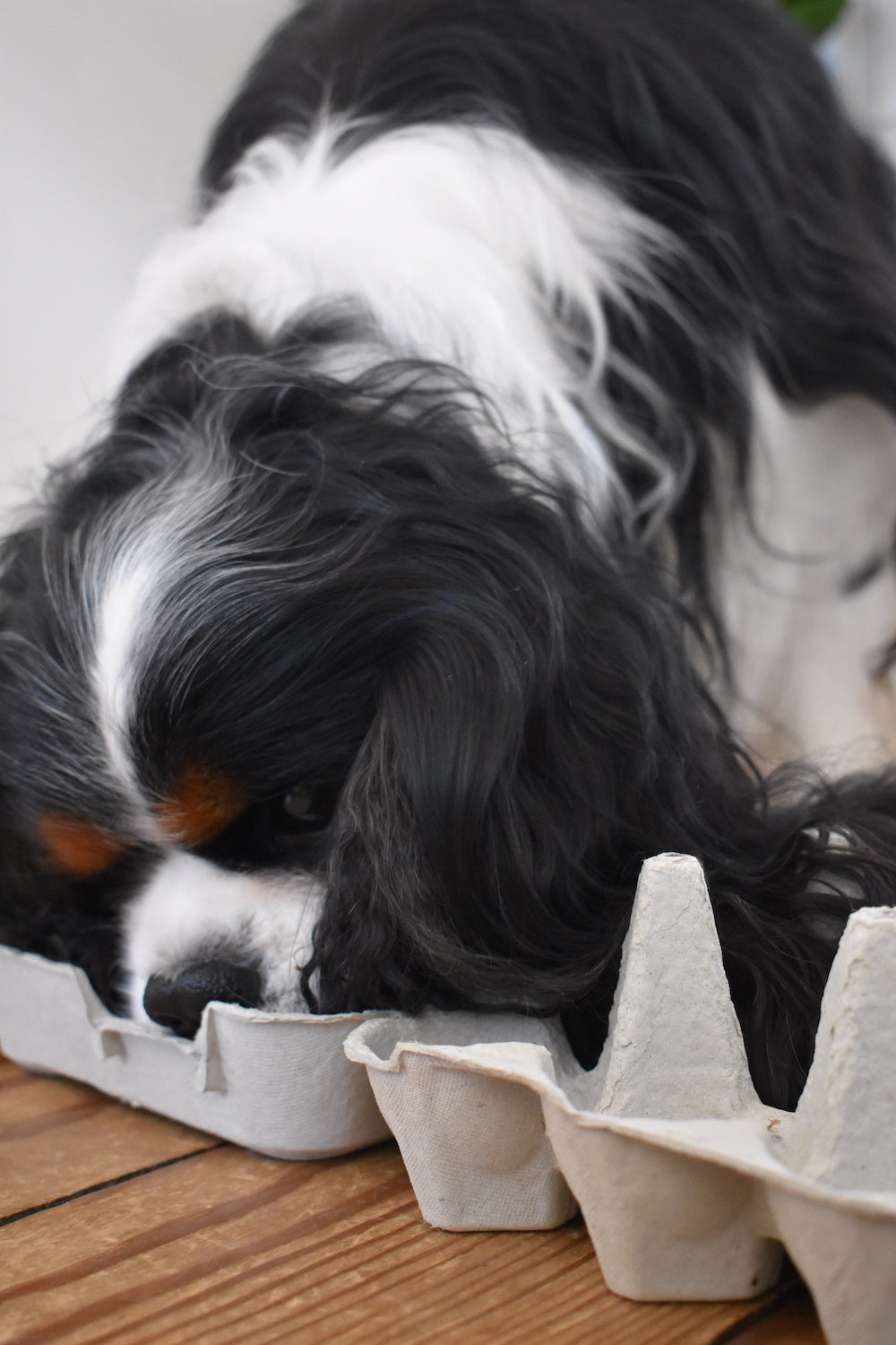 Cavalier King Charles Spaniel leder efter godbidder i en æggebakke