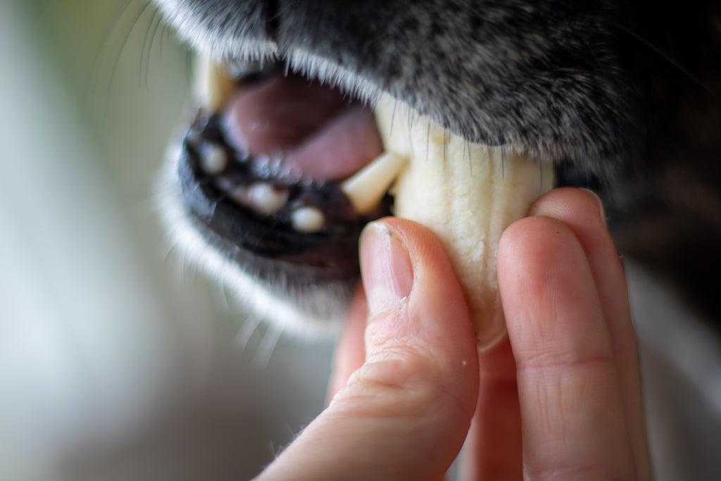 Typisk sympatisk Opdatering Hvad kan hunde ikke tåle? | Skadeligt mad for din hund | Siccaro.dk