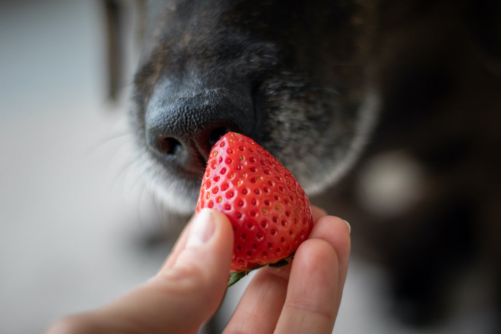 Hvad kan hunde ikke tåle? | Skadeligt mad din | Siccaro.dk