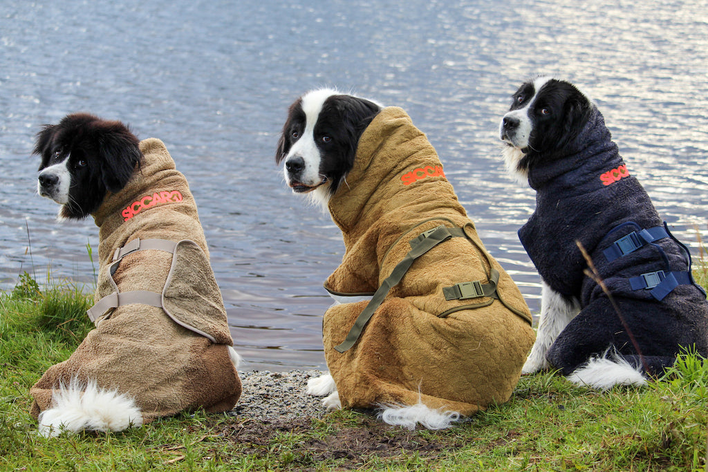 Tre landseer hunde sidder ude ved havet iført SupremePro tørredragter