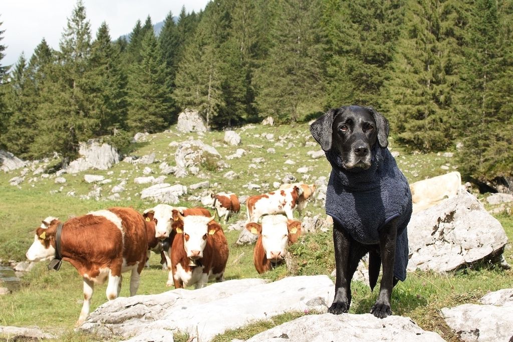 Sort labrador iført Siccaro SupremePro tørredragten står ude i naturen under en vandretur med køer i baggrunden