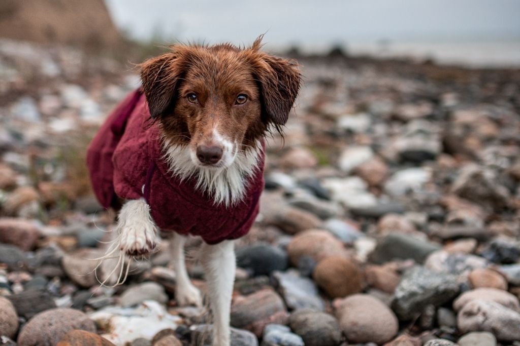 Hund iført Siccaro Smart tørredækkenet i Zinfandel Red på en stenet strand