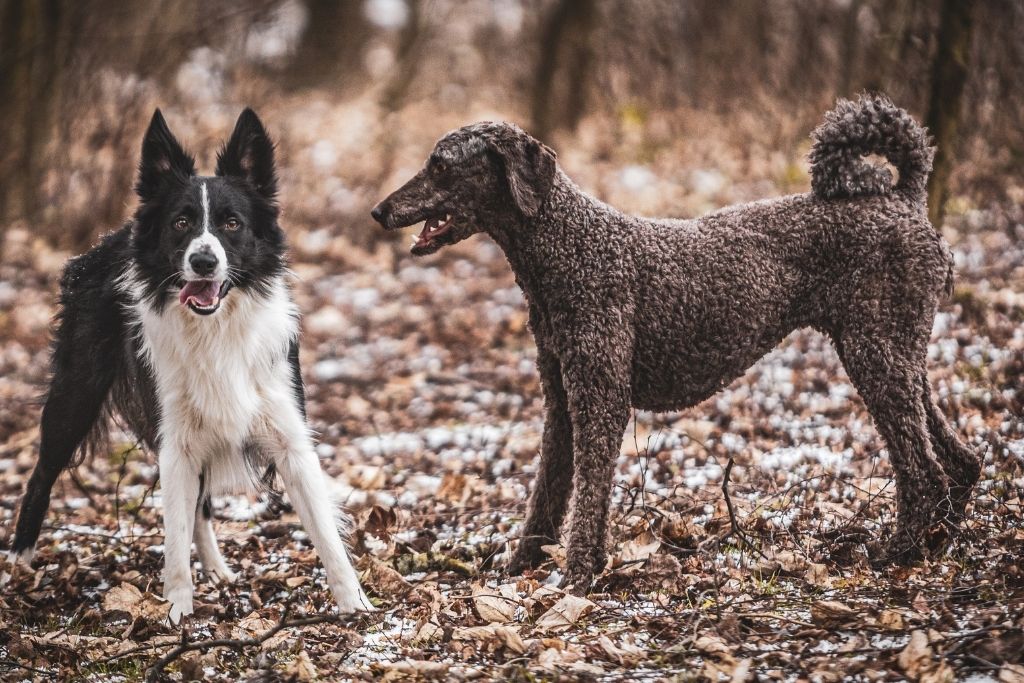 To hunde med forskellige type pels leger sammen i en have hos hundebørnehaven Vi Passer Hund