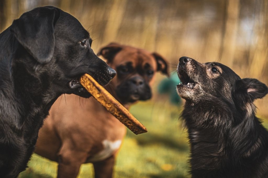 Tre hunde leger sammen ude i en have hos hundebørnehaven Vi Passer Hund