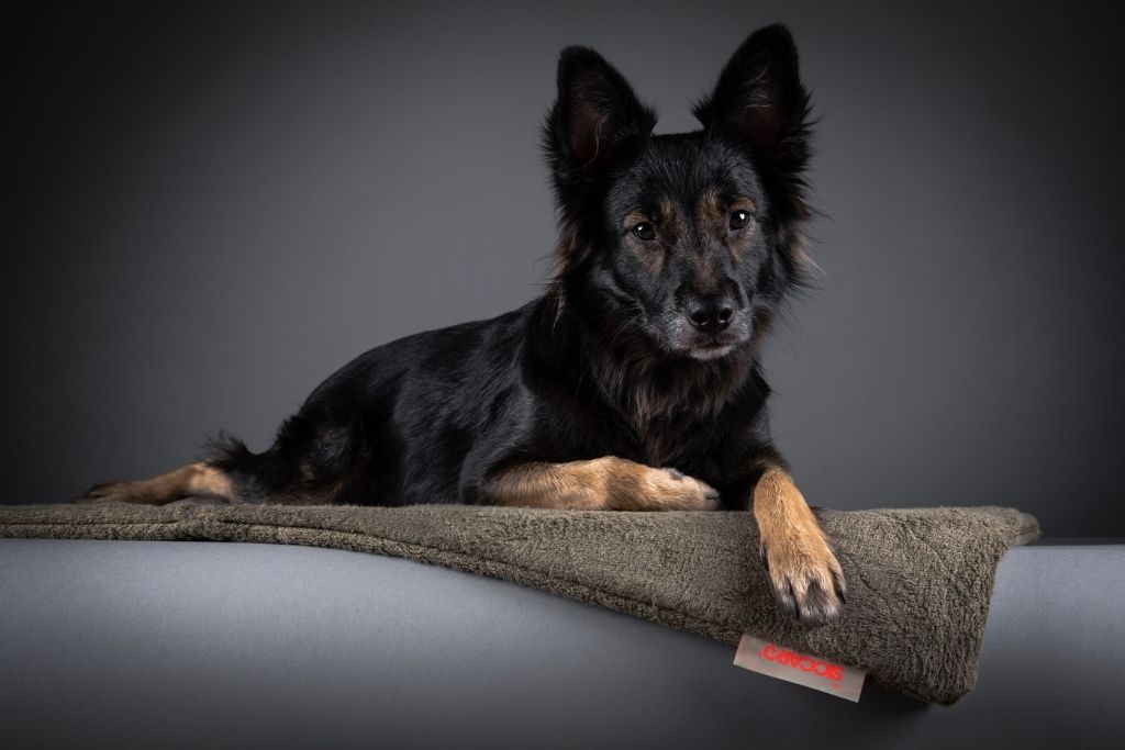 Sort hund med spidse ører ligger på en Siccaro FlexDog tørremåtte foran en gråsort baggrund i et fotostudie