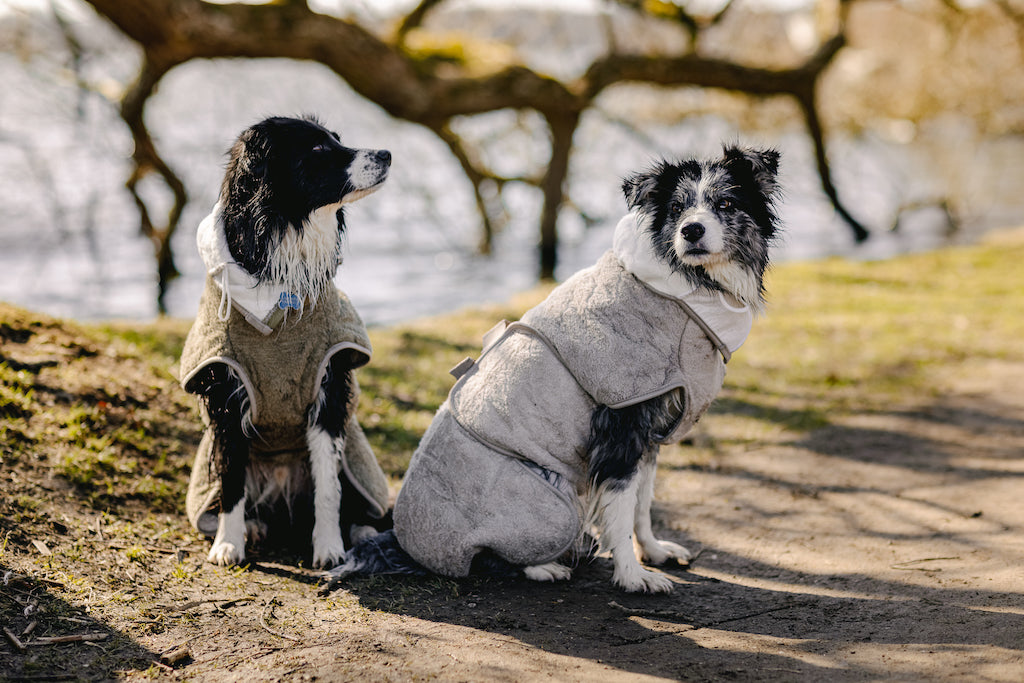 To hunde ved Sorø sø iført Siccaro SupremePro tørredragten 